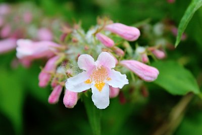 Kolkwitzia amabilis - kolkwitzie krásná - poupata a květ - detail